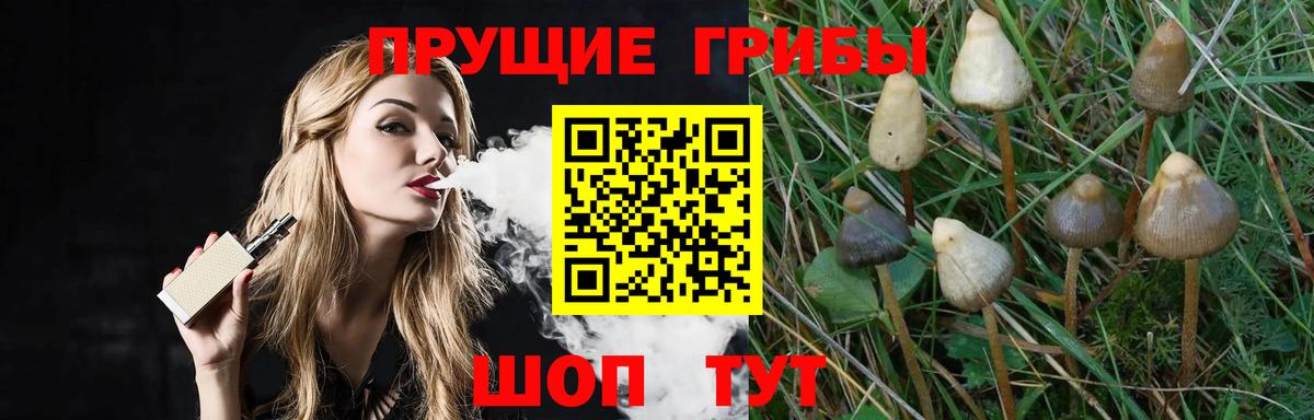 Псилоцибиновые грибы Psilocybe  Вход с VPN  Моздок 